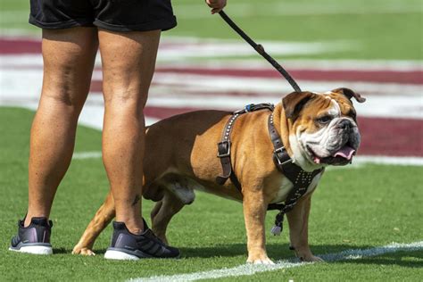 The Mississippi State Bulldogs Mascot: The Heart and Soul of Sports Programs